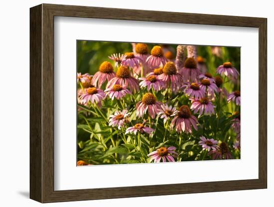 Purple Coneflower-Steve Gadomski-Framed Photographic Print