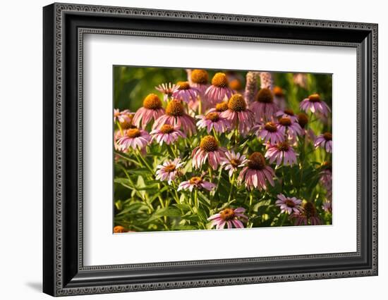 Purple Coneflower-Steve Gadomski-Framed Photographic Print