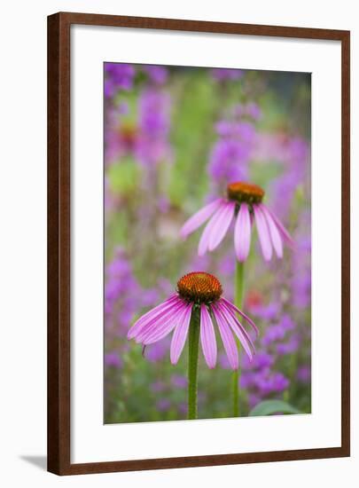 Purple Coneflowers, Marion County, Illinois-Richard and Susan Day-Framed Photographic Print