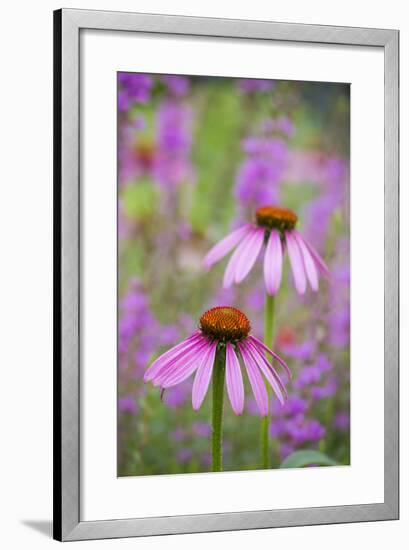 Purple Coneflowers, Marion County, Illinois-Richard and Susan Day-Framed Photographic Print