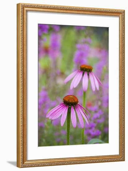 Purple Coneflowers, Marion County, Illinois-Richard and Susan Day-Framed Photographic Print