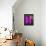 Purple Couple-Felix Podgurski-Framed Stretched Canvas displayed on a wall