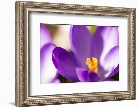 Purple Crocus, Picture Frame, Macro-Niki Haselwanter-Framed Photographic Print