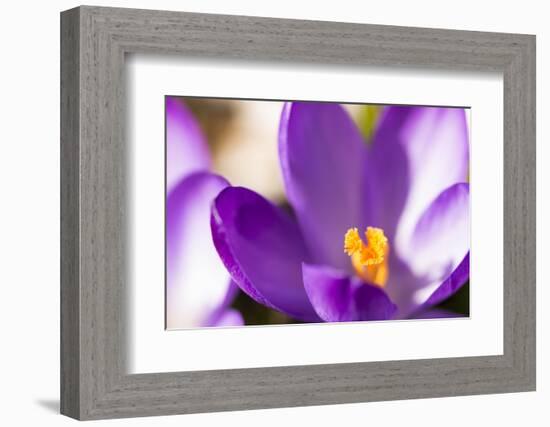 Purple Crocus, Picture Frame, Macro-Niki Haselwanter-Framed Photographic Print