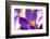 Purple Crocus, Picture Frame, Macro-Niki Haselwanter-Framed Photographic Print