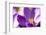 Purple Crocus, Picture Frame, Macro-Niki Haselwanter-Framed Photographic Print