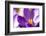 Purple Crocus, Picture Frame, Macro-Niki Haselwanter-Framed Photographic Print