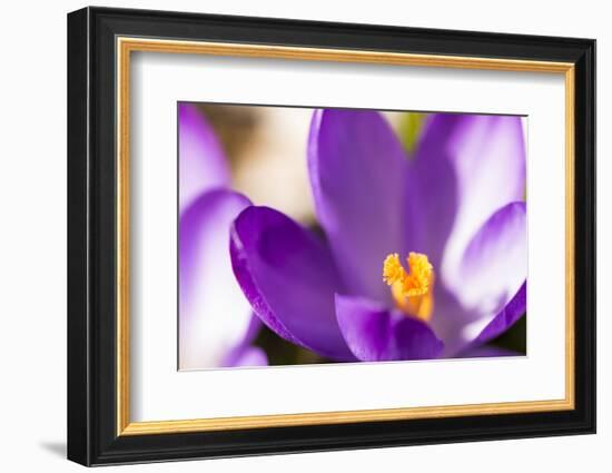 Purple Crocus, Picture Frame, Macro-Niki Haselwanter-Framed Photographic Print