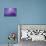 Purple Crocus Soft Focus-null-Premium Photographic Print displayed on a wall