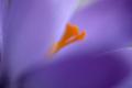 Premium Photographic Print