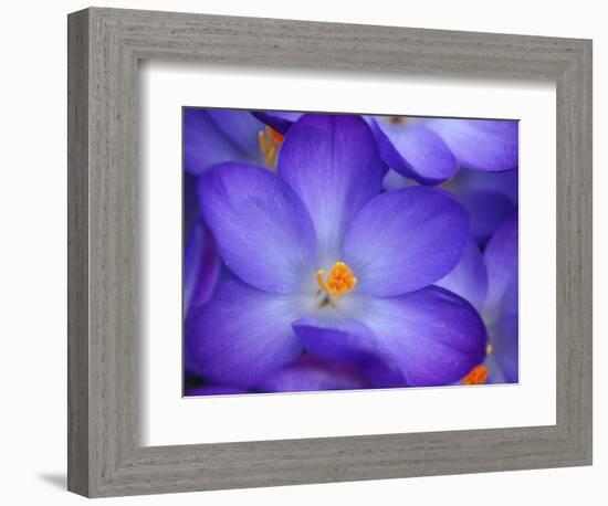 Purple Crocus-Anna Miller-Framed Photographic Print