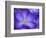 Purple Crocus-Anna Miller-Framed Photographic Print