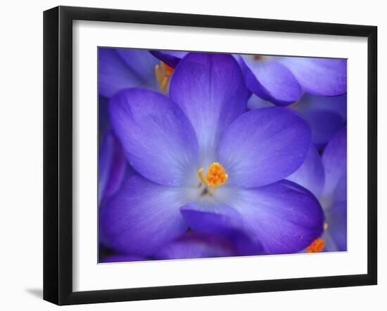 Purple Crocus-Anna Miller-Framed Photographic Print