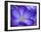 Purple Crocus-Anna Miller-Framed Photographic Print