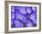 Purple Crocus-Anna Miller-Framed Photographic Print