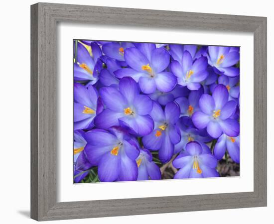 Purple Crocus-Anna Miller-Framed Photographic Print