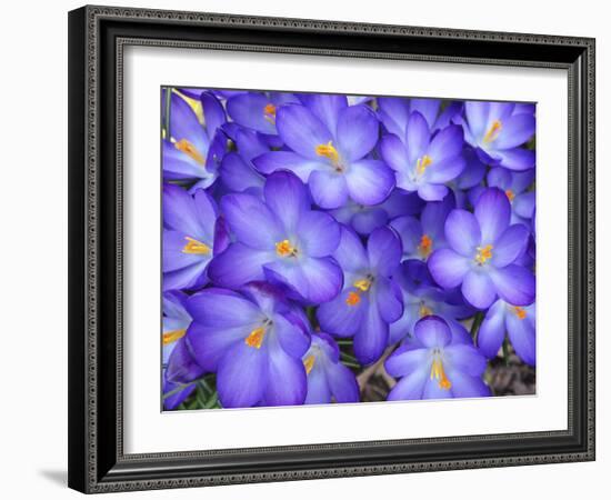 Purple Crocus-Anna Miller-Framed Photographic Print