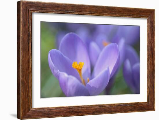 Purple Crocus-Cora Niele-Framed Photographic Print