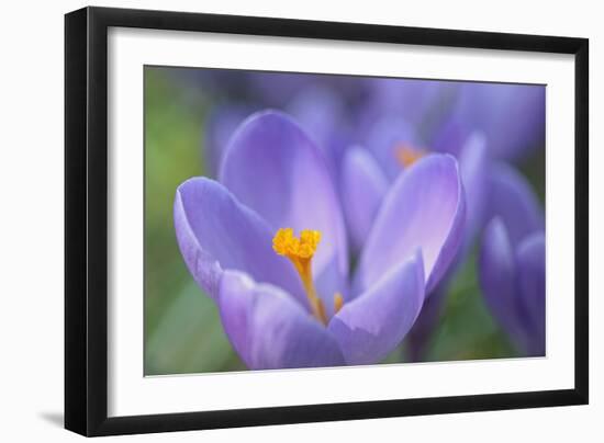 Purple Crocus-Cora Niele-Framed Photographic Print