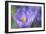 Purple Crocus-Cora Niele-Framed Photographic Print