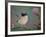 Purple Crowned Fairy Wren-Greg Farrugia-Framed Giclee Print