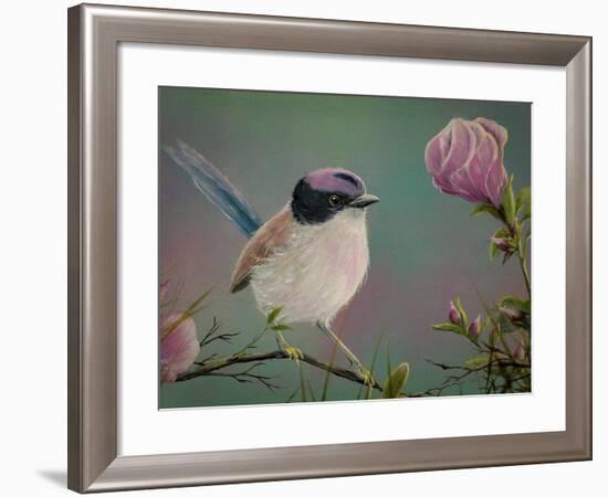 Purple Crowned Fairy Wren-Greg Farrugia-Framed Giclee Print