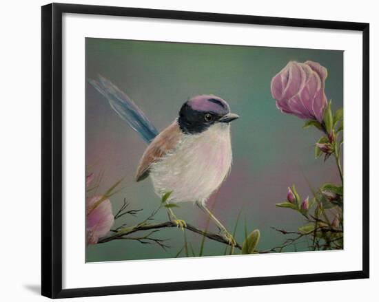 Purple Crowned Fairy Wren-Greg Farrugia-Framed Giclee Print