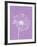 Purple Daisies I-Gail Peck-Framed Photo