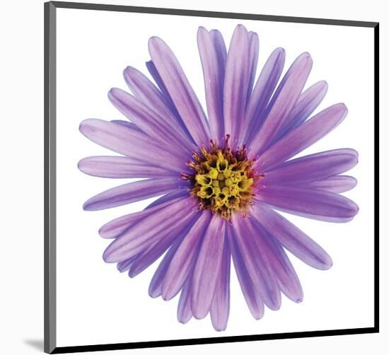 Purple Daisy-Christine Zalewski-Mounted Premium Giclee Print