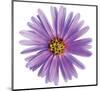 Purple Daisy-Christine Zalewski-Mounted Premium Giclee Print