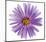 Purple Daisy-Christine Zalewski-Mounted Premium Giclee Print