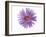 Purple Daisy-Christine Zalewski-Framed Art Print