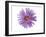 Purple Daisy-Christine Zalewski-Framed Art Print