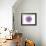 Purple Daisy-Christine Zalewski-Framed Art Print displayed on a wall