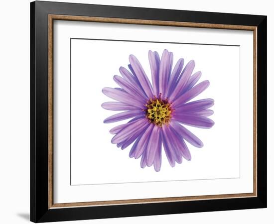 Purple Daisy-Christine Zalewski-Framed Art Print