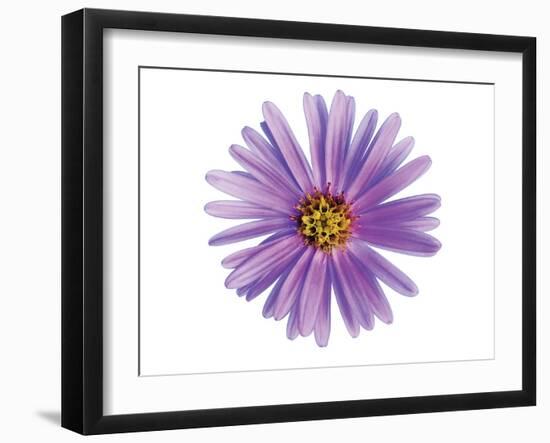 Purple Daisy-Christine Zalewski-Framed Art Print