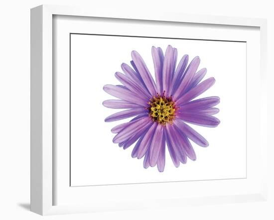 Purple Daisy-Christine Zalewski-Framed Art Print