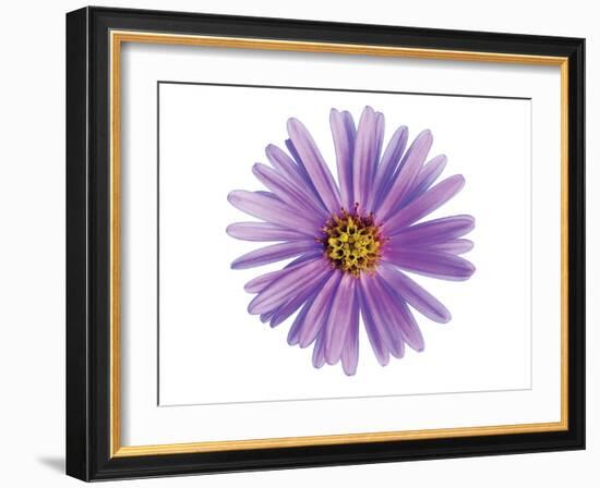 Purple Daisy-Christine Zalewski-Framed Art Print