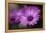Purple Daisy-Ursula Abresch-Framed Premier Image Canvas