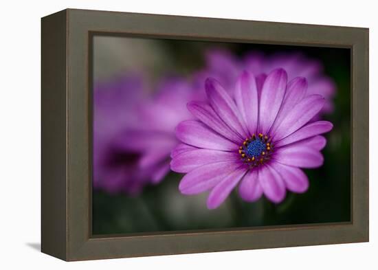 Purple Daisy-Ursula Abresch-Framed Premier Image Canvas