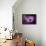 Purple Daisy-Ursula Abresch-Framed Premier Image Canvas displayed on a wall