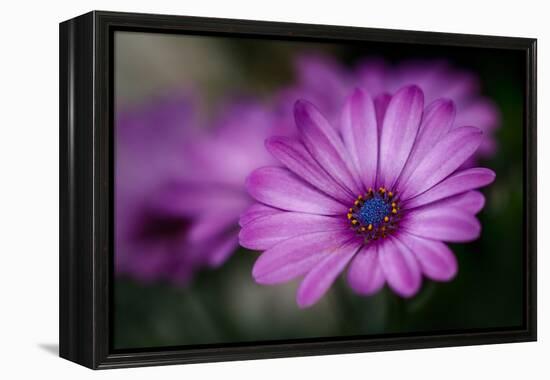 Purple Daisy-Ursula Abresch-Framed Premier Image Canvas