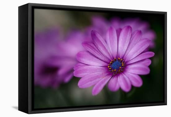 Purple Daisy-Ursula Abresch-Framed Premier Image Canvas