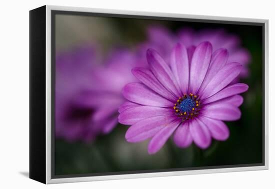 Purple Daisy-Ursula Abresch-Framed Premier Image Canvas