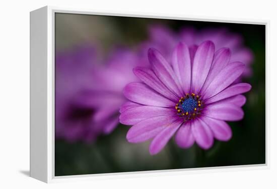 Purple Daisy-Ursula Abresch-Framed Premier Image Canvas