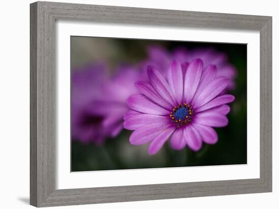 Purple Daisy-Ursula Abresch-Framed Premium Photographic Print