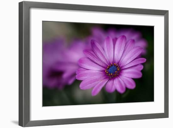 Purple Daisy-Ursula Abresch-Framed Premium Photographic Print