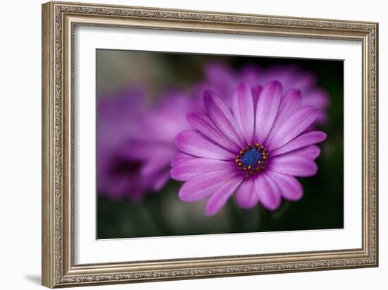 Purple Daisy-Ursula Abresch-Framed Photographic Print