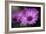 Purple Daisy-Ursula Abresch-Framed Photographic Print