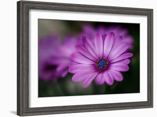 Purple Daisy-Ursula Abresch-Framed Photographic Print